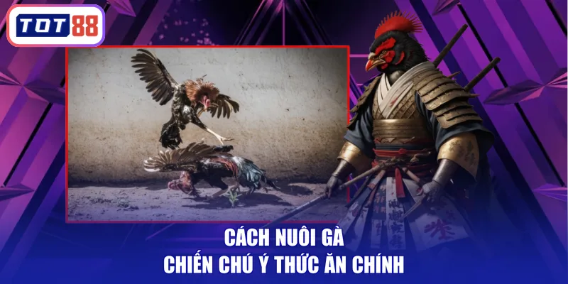 Cách nuôi gà chiến chú ý thức ăn chính