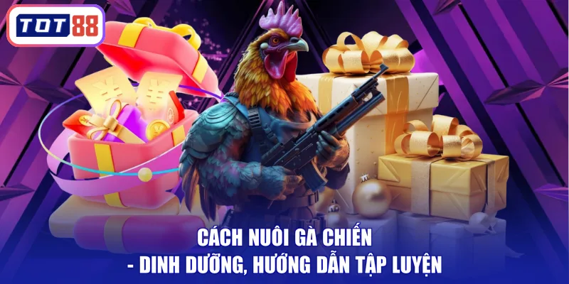 cách nuôi gà chiến